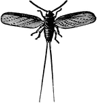 An adult male bug.