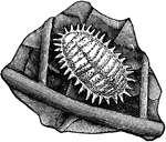 A mealy bug of the Dactylopius destructor species.