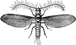 The male Icerya Purchasi