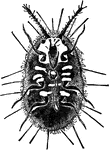 A female Icerya Purchasi.