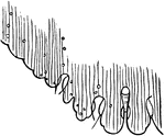 The San Jose scale, outline of anal plate of female.
