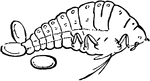 Phylloxera Vastatrix, oviparous wingless female and her eggs.