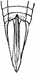 Buffalo tree-hopper, Ceresa bubalus- tip of abdomen