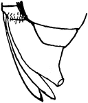 Buffalo tree-hopper, Ceresa bubalus- tip of abdomen, showing ovipositor.