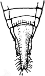 Buffalo tree-hopper, Ceresa bubalus- tip of abdomen, tip of abdomen