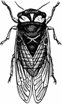 The dog-day harvest-fly, Cicada tibicen.