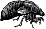 The periodical cicada, pupa.