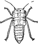 Development of a Jassid, Agallia sanguinolenta species; the larva.
