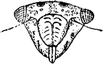 Development of a Jassid, Agallia sanguinolenta species; head of larva.