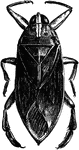 A Belostama Americana insect.