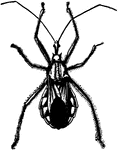 A stage of the wheel-bug, Prionidus cristatus species.