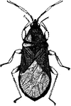 The Nabis Fusca insect.