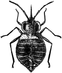 The bed-bug, Acanthia lectularia species.