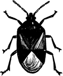 Triphleps insidiosus, the "insidious flower-bug."