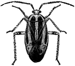 Paecilocapsus lineatus, four-lined plant-bug.