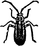 Paecilocapsus lineatus, four-lined plant-bug.