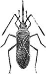 A Dysdercus Suturellus adult.