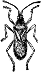 The squash-bug, Anasa tristis species.