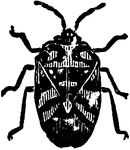 Harlequin cabbage-bug, Murgantia histrionica species; adult.