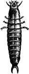 Calosoma Calidum larva.