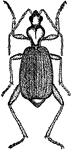 Brachinus Fumans insect.