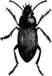 Harpalus Caliginosus insect.