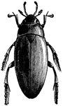 A water-scavenger, Hydrophilus triangularis species; male adult.