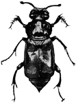 A Carrion beetle, Necrophorus americana species.