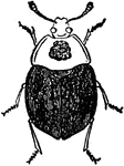 A Carrion beetle, Silpha americana species.