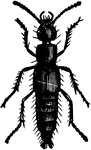 A rove-beetle.