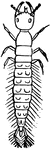 A rove-beetle's larva.