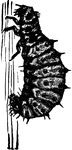 Vedalia Cardinalis, larva.