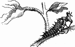 Anatis lady-birds, larva devouring slug of potato-beetle.