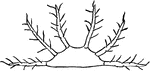 Epilachne borealis, segment to show arrangement of spines.