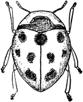 Coccinella insect.