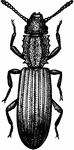 Silvanus Surinamensis, beetle.