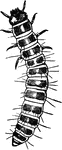 Silvanus Surinamensis, larva.