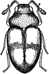 Atomaria Ephippiata insect.