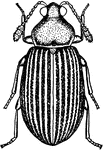 Corticaria Pumila insect.
