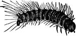The larder-beetle, Dermestes lardarius species; larva.