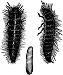 The leather-beetle, Dermestes vulpinus species; larva.