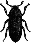 The leather-beetle, Dermestes vulpinus species; adult.