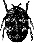 The carpet-beetle, Anthrenus scrophularia; beetle.