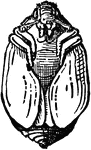 The carpet-beetle, Anthrenus scrophularia; pupa.
