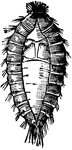 The carpet-beetle, Anthrenus scrophularia; larval skin split to expose the pupa within it.