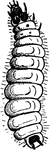 Tenebriodes corticalis, the "cadelle;" larva.