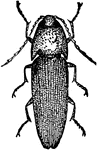Adult click-beetle.