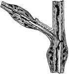Blackberry-gall maker; section through an old stem to show the character of the gall.