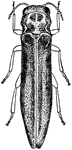 The sinuate pear-borer, Agrilus sinnuatus species; beetle.