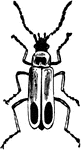 Soldier-beetle, Chauliognathus pennsylvanicus species; beetle.
